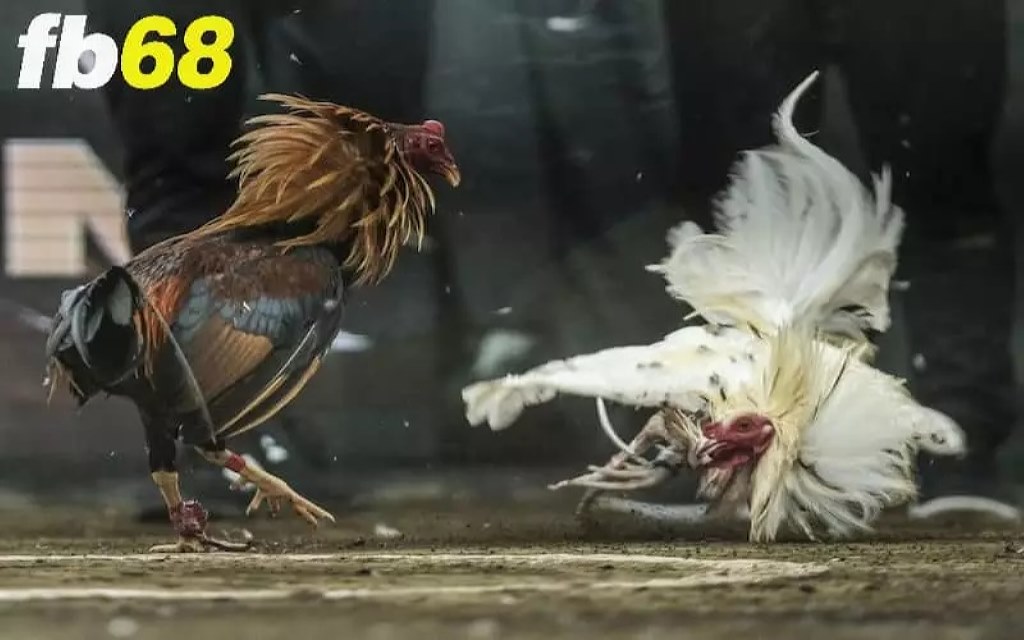 Bạn cần đặt cược đá gà đúng thời điểm