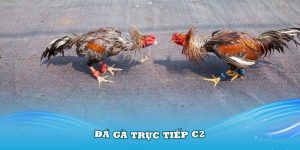 đá gà trực tiếp C2