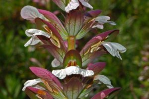 Acanthus Mollis by Hectonichus is licensed under CC BY-SA 3.0