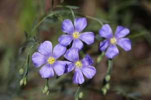 Blue flax (Linum lewisii) by AndreyZharkikh is licensed under CC BY 2.0