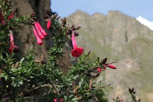 Cantua buxifolia by C T Johansson is licensed under CC BY-SA 3.0