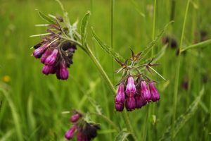Comfrey (Symphytum officinale)  by Chmee2 is licensed under CC BY-SA 3.0