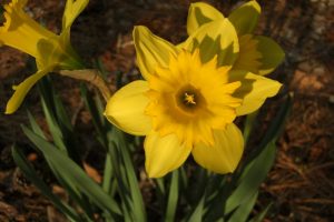 "Daffodils" by VirtKitty is licensed under CC BY-SA 2.0