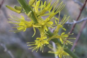 Desert Plume (Stanleya pinnata) by joedecruyenaere is licensed under CC BY-SA 2.0