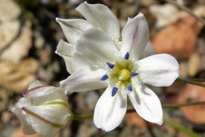 Glassy Hyacinth