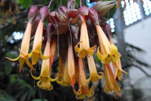 Golden Fuchsia (Deppea splendens also known as Csapodya splendens) by Stickpen  is released to Public Domain