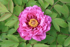 Paeonia lactiflora - Chinese Peony by Lionel Allorge is licensed under CC BY-SA 3.0