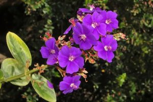 Silverleafed Princess flower (Tibouchina heteromalla) by Hectonichus - Own work is licensed under CC BY-SA 3.0