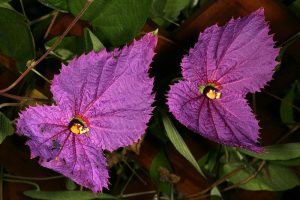 Purple Wings (Dalechampia aristolochiaefolia)  by SAplants is licensed under CC BY-SA 4.0