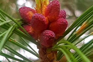Siberian cedar flowering pine cones by Oleg Bor - Own work is licensed under CC BY-SA 4.0