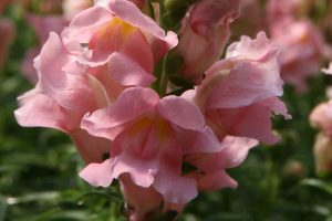 Snapdragon (Antirrhinum majus) Sonnet Pink  Photo by David J. Stang is licensed under CC BY-SA 4.0