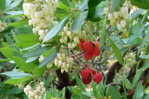Strawberry Tree (Arbutus unedo) off Bayshore Drive at Coal Harbour by wlcutler is licensed under CC BY 2.0