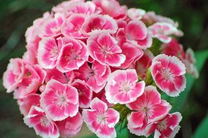 Sweet William (Dianthus barbatus) by It's No Game is licensed under CC BY 2.0