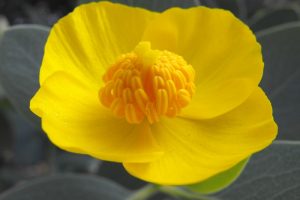 Dendromecon harfordii (Channel Island Tree Poppy; Papaveraceae in Claremont, California by Stickpen - Own work
is licensed to Public Domain