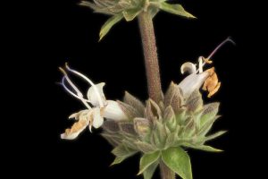 White Sage (Salvia apiana)(2015-05-08-09.19.48 ZS PMax Salvia 'Starlight'-1) by John Rusk is licensed under CC BY 2.0