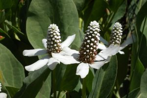 Yerba Mansa (Anemopsis californica) by Calibas - Own work is licensed to Public Domain